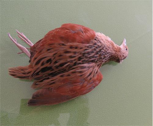 مشاهده یک گونه پرنده کمیاب در جزیره خارگ