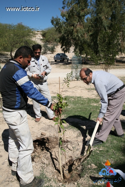 15 روز درختکاری پایانه نفتی خارگ 26