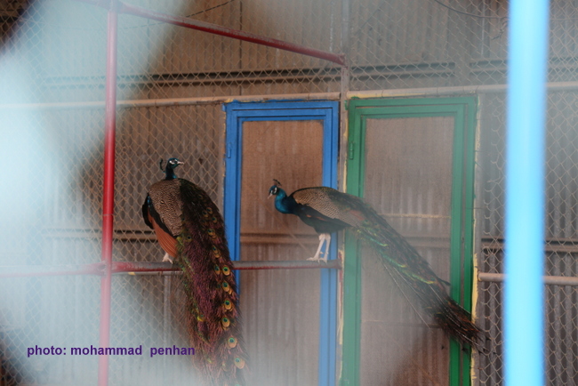 ستاد نوروزی96 44