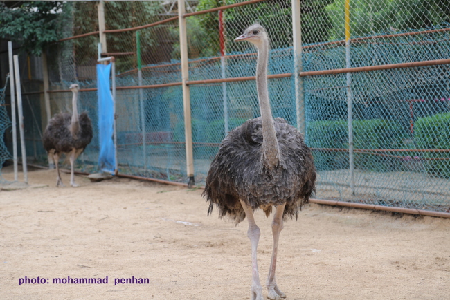 ستاد نوروزی96 48