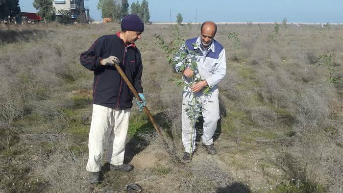 درختکاری+ خارگ + شمال 1