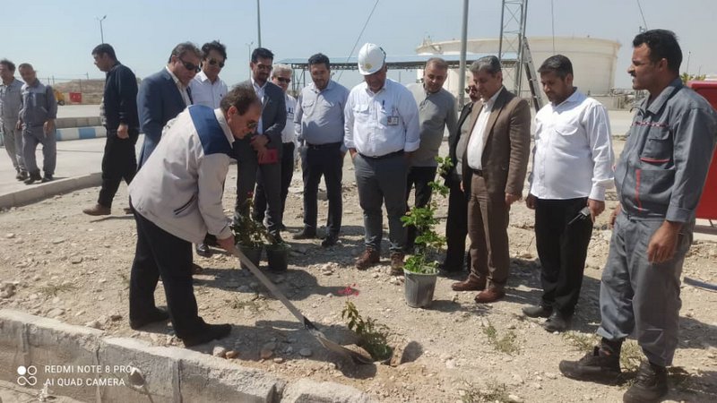 درختکاری+ پارس جنوبی 1