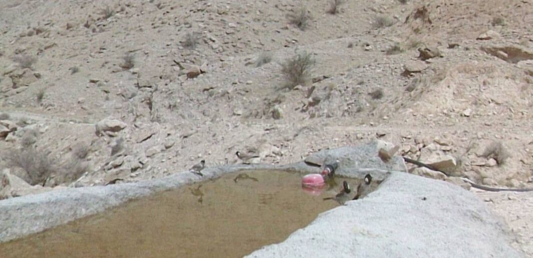 محیط زیست+ جانوران + گیاهان+ پارس جنوبی+ پایانه های نفتی ایران 3