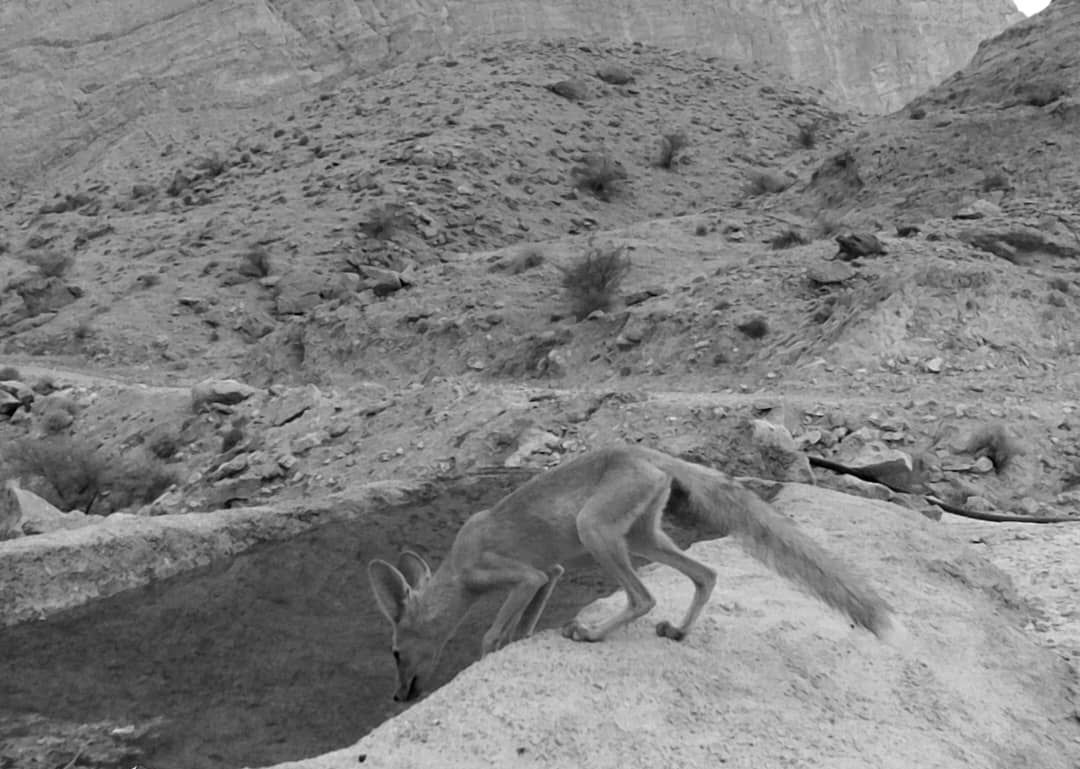 محیط زیست+ جانوران + گیاهان+ پارس جنوبی+ پایانه های نفتی ایران 7