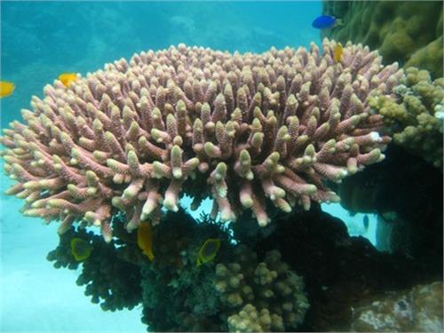 سلامت کامل آبسنگ های مرجانی سواحل جزیره خارگ